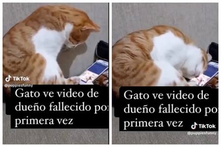 VIDEO | Gato recuerda a su dueño fallecido y su reacción te enternecerá hasta las lágrimas