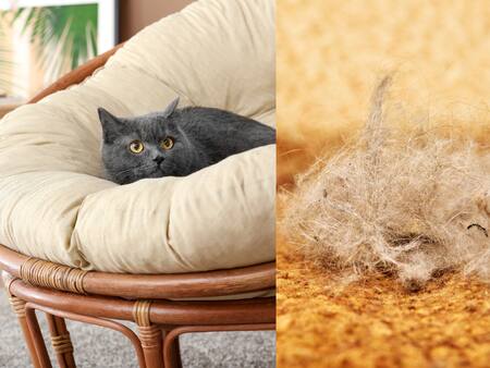 Seis consejos para eliminar los pelos de tus mascotas de alfombras y muebles
