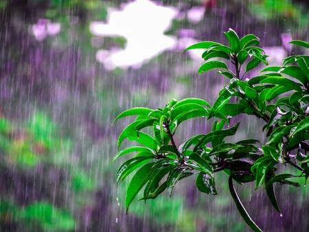¿Cómo proteger el jardín y tus plantas del exceso de agua de lluvia?