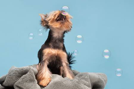 ¿Cada cuánto tiempo hay que bañar a un perro? Conoce la respuesta real 