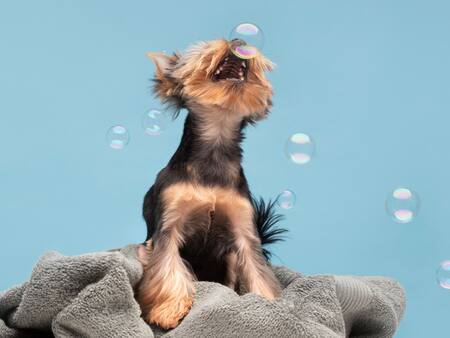 ¿Cada cuánto tiempo hay que bañar a un perro? Conoce la respuesta real 