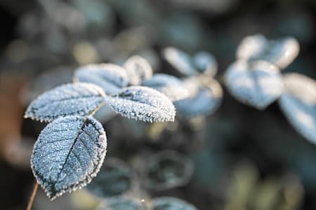 Estas 10 plantas de exterior sobrevivirán sin problema a las heladas de invierno