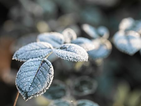 Estas 10 plantas de exterior sobrevivirán sin problema a las heladas de invierno