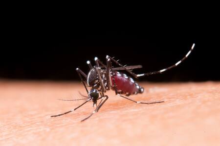 Dengue en Chile: Minsal confirma 135 casos en Chile continental
