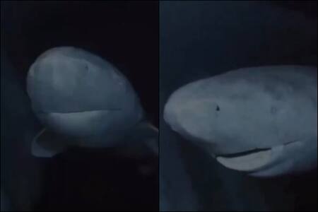 VIDEO | El asombroso registro de un tiburón de 392 años nadando en las profundidades
