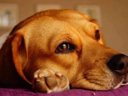 3 remedios caseros para evitar malos olores en tu casa cuando tienes perros