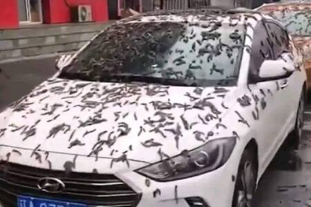 VIDEO | Supuesta “lluvia de gusanos” en China causa furor en redes sociales