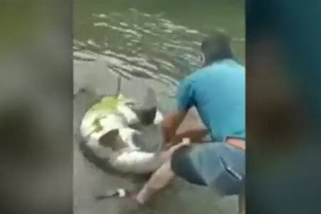 VIDEO | Denuncian brutal matanza de tiburones en Chiloé: Hombres los amarraron y apedrearon