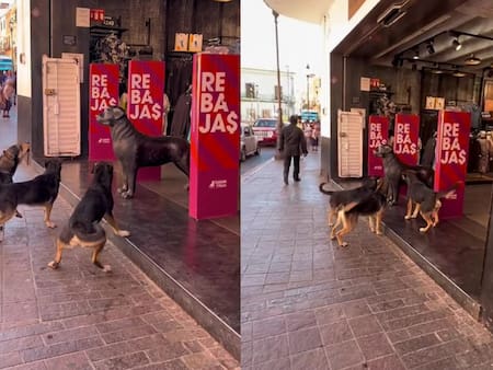 VIDEO | Parecía real: Perros se hacen viral por "pelear" con can de plástico en una tienda