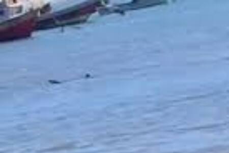 VIDEO | ¡Alerta! ¿tiburón en playa de Dichato?: Autoridades recomiendan no acercarse a especie