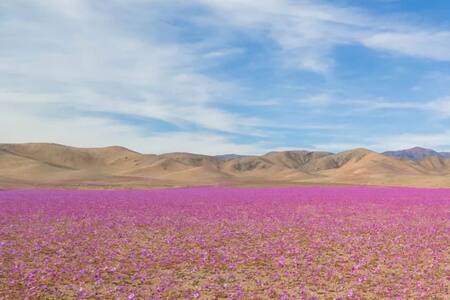FOTOS | Desierto Florido se adelantó y así se ve en pleno invierno el Desierto de Atacama 