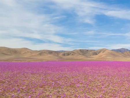FOTOS | Desierto Florido se adelantó y así se ve en pleno invierno el Desierto de Atacama 