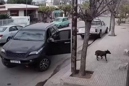 VIDEO | Insólito accidente: un perro subió a una camioneta y la chocó contra una casa