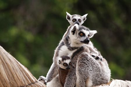 Zoológico Parquemet tiene panoramas imperdibles para estas vacaciones de invierno: ¿Cómo obtener entradas gratis?