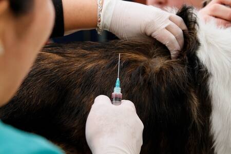 Lindorfo por vacunación en Calama con fórmulas para perro: "Hay una irresponsabilidad enorme del veterinario"