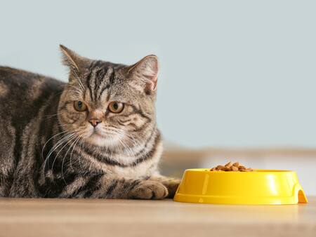 La verdadera razón por la que tu gato no come la comida que compras