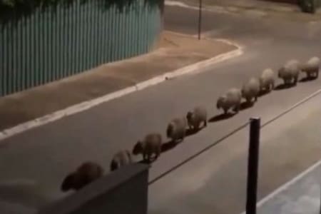 VIDEO | Capirabas se viralizan por “desfilar” por Brasil: ¿Por qué caminaban de esa forma?