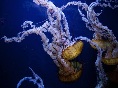 ¿Qué hacer si me pica una medusa? Aprende a reconocer los síntomas y cómo actuar