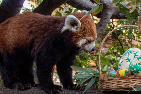 Acompaña a los animales del Buin Zoo a encontrar sus huevitos de Pascua este domingo