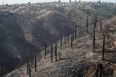 Incendio forestal: Onemi declara alerta roja en Pumanque, Paredones y Pichilemu