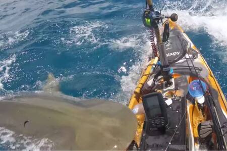 VIDEO | Ataque de un tiburón a un pescador en Hawái es viral en redes