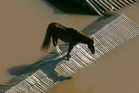 VIDEO | Logran rescatar a caballo que quedó atrapado en el techo durante inundaciones en Brasil
