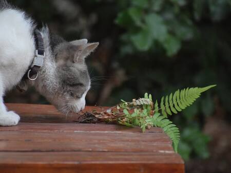 ¿Tu gato se come las plantas? Esta es a verdadera razón de este comportamiento